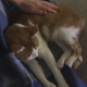 Illustration for article titled Sleepy Kitty: My Cat Is Sleeping Near My Lap and Too Cute to Move edition
